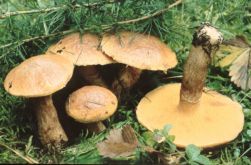 Suillus tridentinus (maślak trydencki)