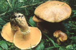 Suillus tridentinus (maślak trydencki)