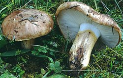 Tricholoma fracticum