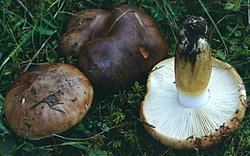 Tricholoma fracticum