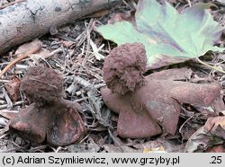 Trichaster melanocephalus (włosogwiazd czarnogłowy)