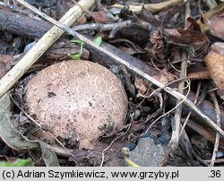 Trichaster melanocephalus (włosogwiazd czarnogłowy)