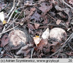 Trichaster melanocephalus (włosogwiazd czarnogłowy)