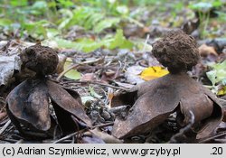 Trichaster melanocephalus (włosogwiazd czarnogłowy)