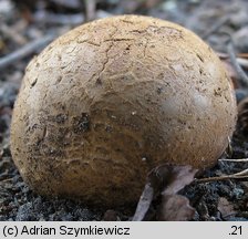 Trichaster melanocephalus (włosogwiazd czarnogłowy)