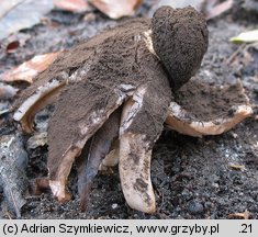 Trichaster melanocephalus (włosogwiazd czarnogłowy)