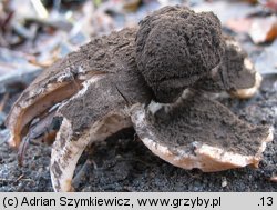 Trichaster melanocephalus (włosogwiazd czarnogłowy)