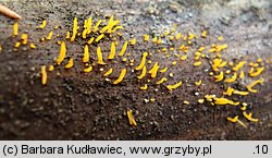 Calocera furcata (pięknoróg dwuprzegrodowy)