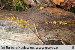 Calocera furcata (pięknoróg dwuprzegrodowy)