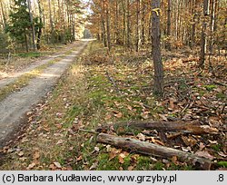 Calocera furcata (pięknoróg dwuprzegrodowy)