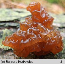 Exidia saccharina (kisielnica karmelowata)