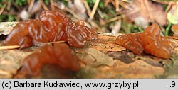 Exidia saccharina (kisielnica karmelowata)