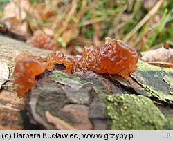 Exidia saccharina (kisielnica karmelowata)