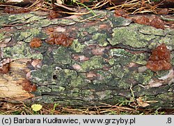 Exidia saccharina (kisielnica karmelowata)