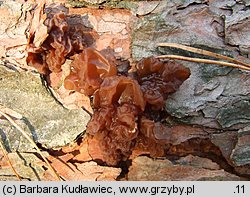 Exidia saccharina (kisielnica karmelowata)