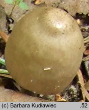 Coprinopsis acuminata