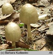 Coprinopsis acuminata