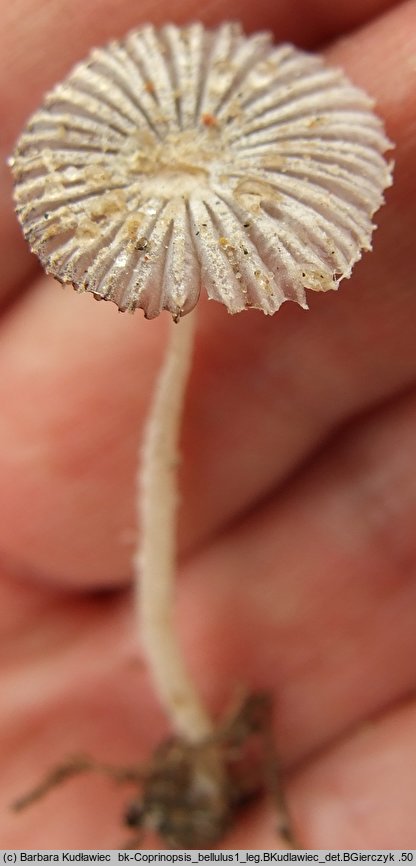 Coprinopsis bellula