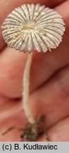 Coprinopsis bellula