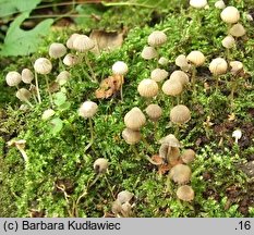 Coprinopsis coniophora