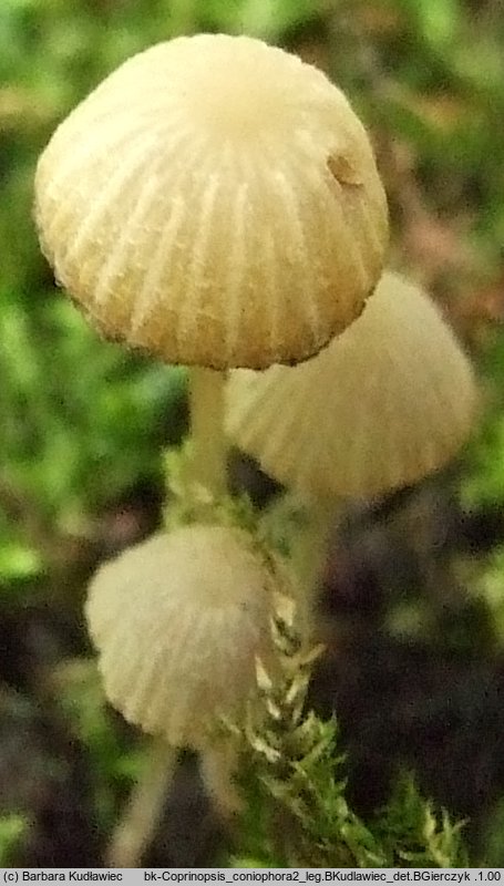 Coprinopsis coniophora