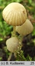 Coprinopsis coniophora