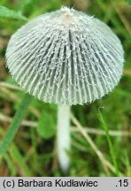 Coprinopsis pachyderma