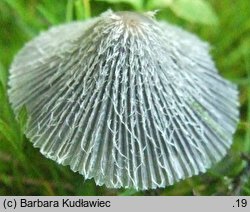 Coprinopsis pachyderma