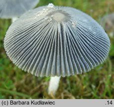 Coprinopsis pachyderma