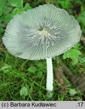 Coprinopsis pachyderma