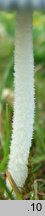 Coprinopsis pachyderma