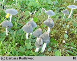 Coprinopsis pachyderma