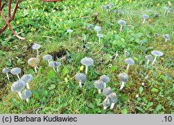 Coprinopsis pachyderma