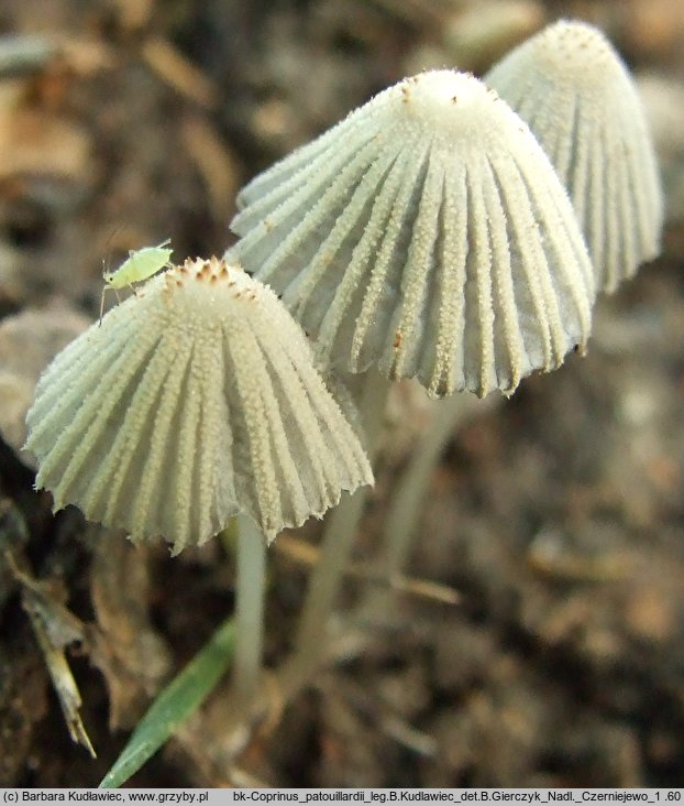 Narcissea patouillardii (czernidłak gnojolubny)