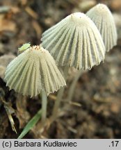 Narcissea patouillardii (czernidłak gnojolubny)