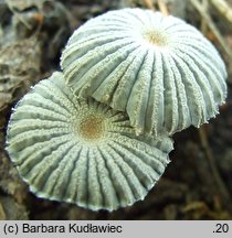 Narcissea patouillardii (czernidłak gnojolubny)