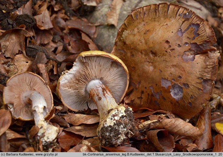 Cortinarius anserinus