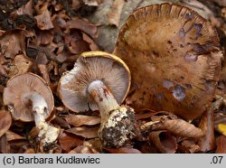 Cortinarius anserinus