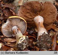 Cortinarius anserinus