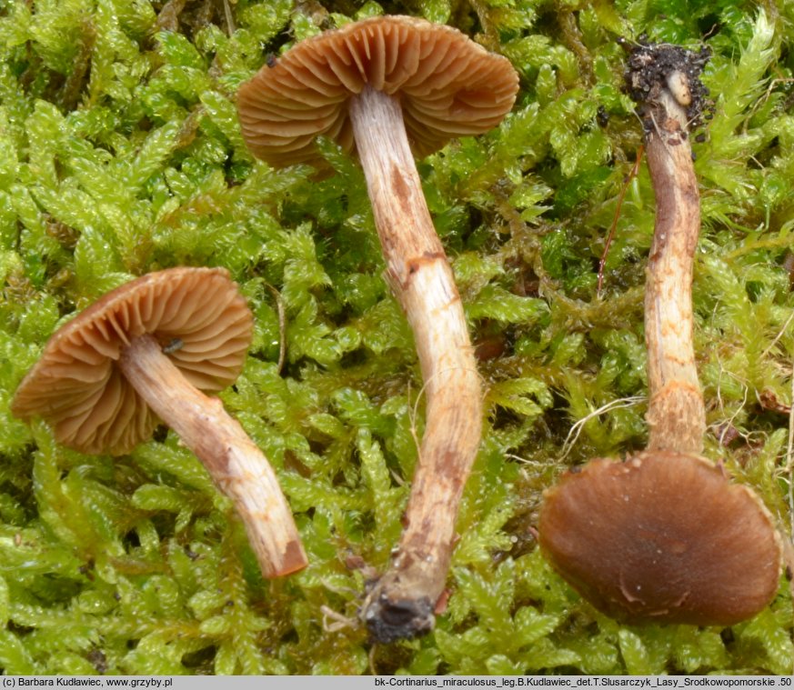 Cortinarius miraculosus (zasłonak czerwonobrązowy)