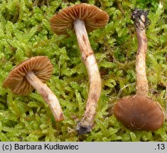 Cortinarius miraculosus (zasłonak czerwonobrązowy)