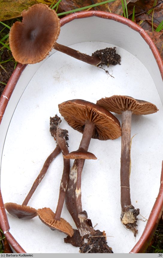 Cortinarius umbrinolens (zasłonak ziemiowonny)