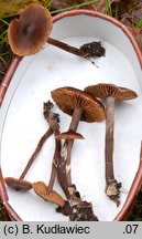 Cortinarius umbrinolens (zasłonak ziemiowonny)