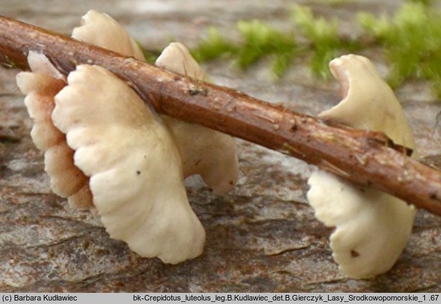 Crepidotus luteolus (ciżmówka żółtawa)