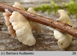 Crepidotus luteolus (ciżmówka żółtawa)