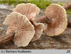 Crepidotus luteolus (ciżmówka żółtawa)