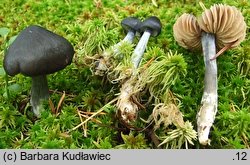 Entocybe nitida (dzwonkówka niebieskawa)