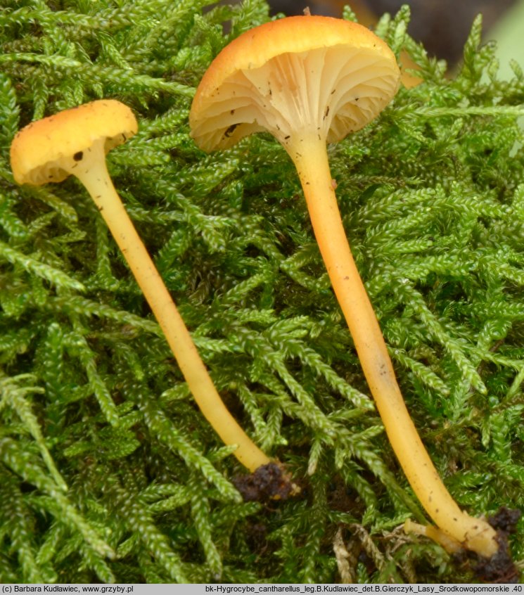 Hygrocybe cantharellus (wilgotnica lejkowata)