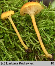 Hygrocybe cantharellus (wilgotnica lejkowata)