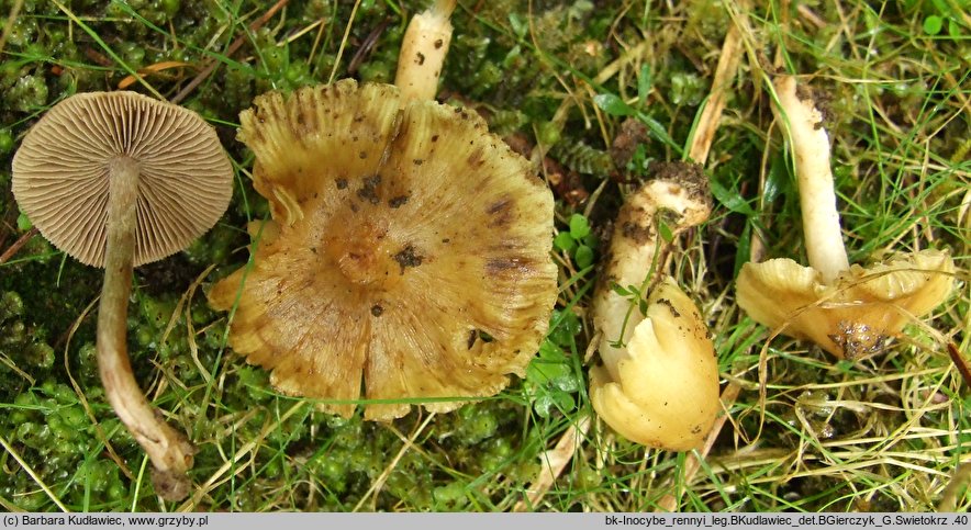 Inocybe rennyi